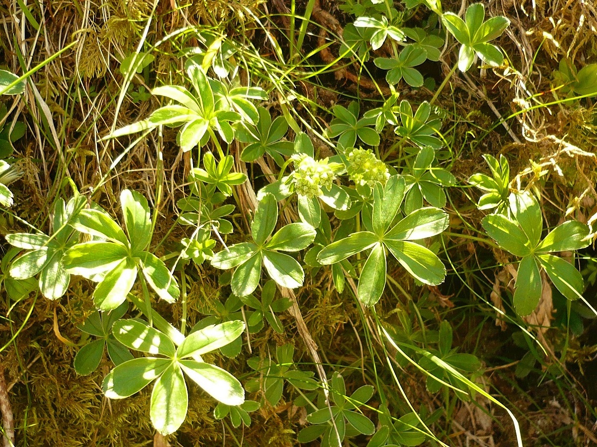 Alchemilla transiens (Rosaceae)